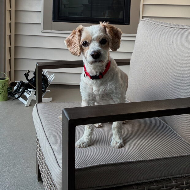 my soulmate dog